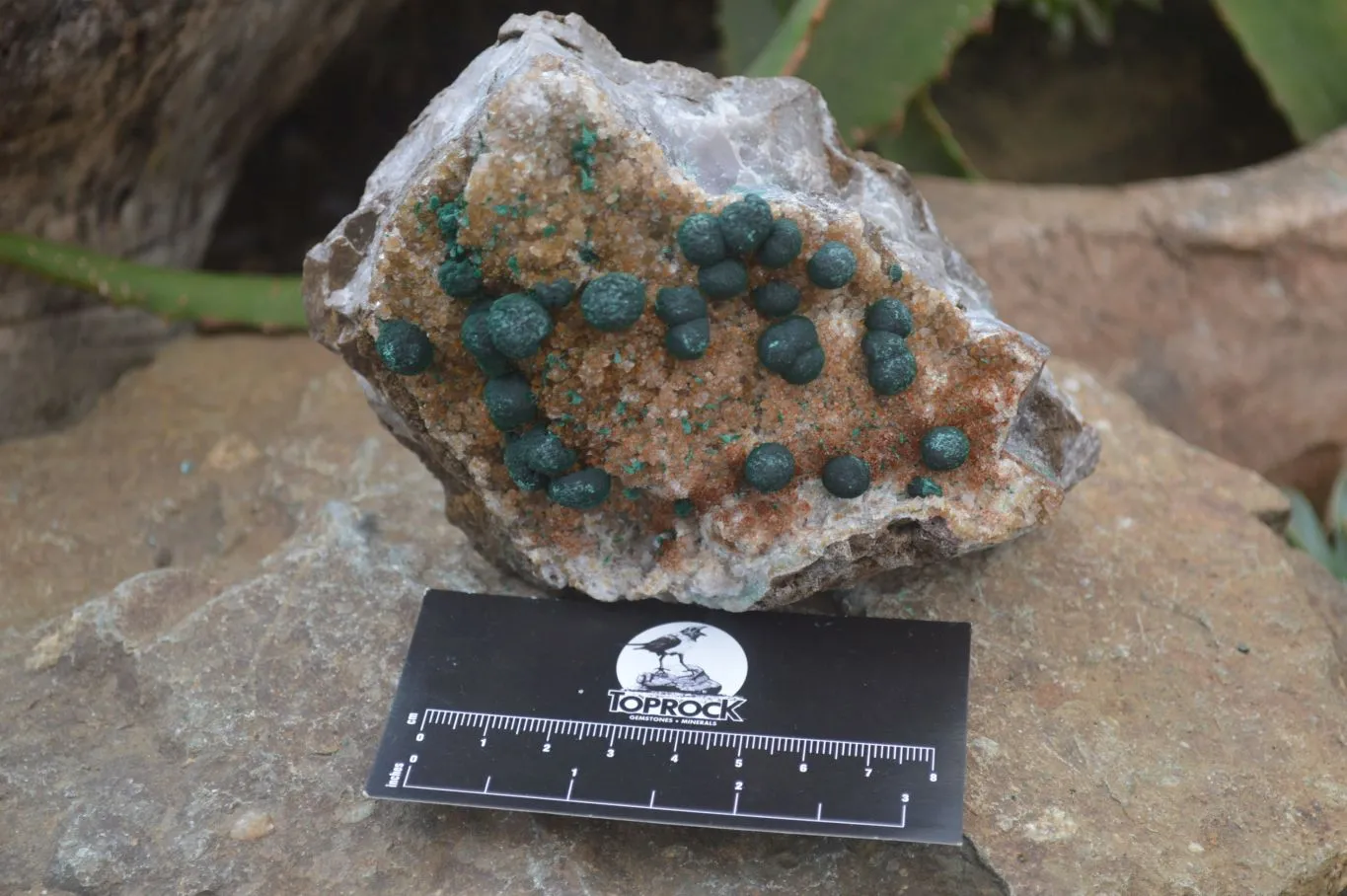 Natural Ball Malachite with Drusy Quartz on Dolomite Matrix Specimens x 2 From Mindingi Mine, Kambove, Congo