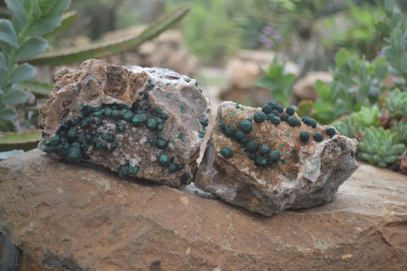 Natural Ball Malachite with Drusy Quartz on Dolomite Matrix Specimens x 2 From Mindingi Mine, Kambove, Congo