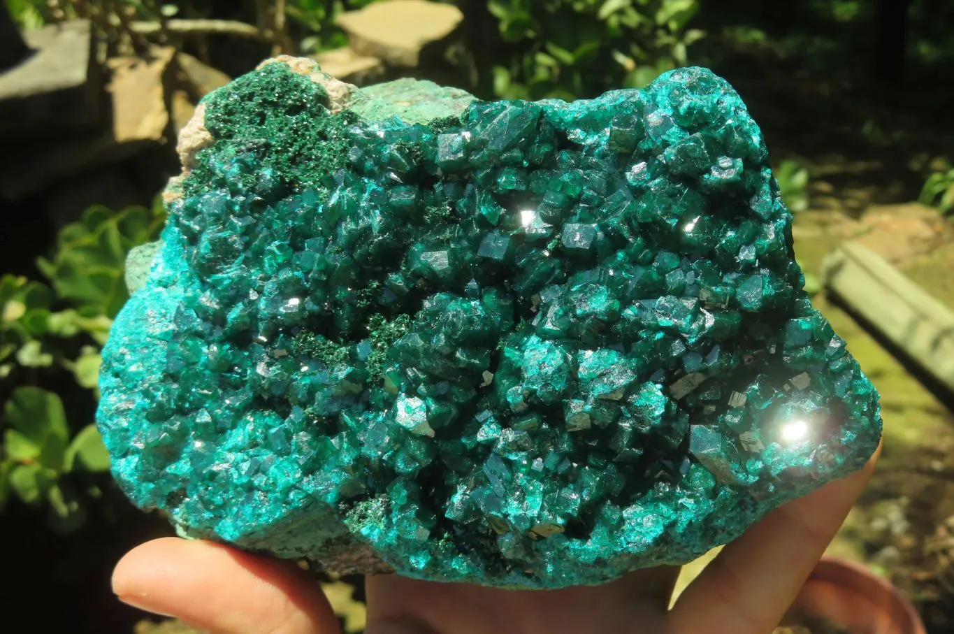 Natural Dioptase Cabinet Specimen x 1 From Reneville Brazzaville, Congo