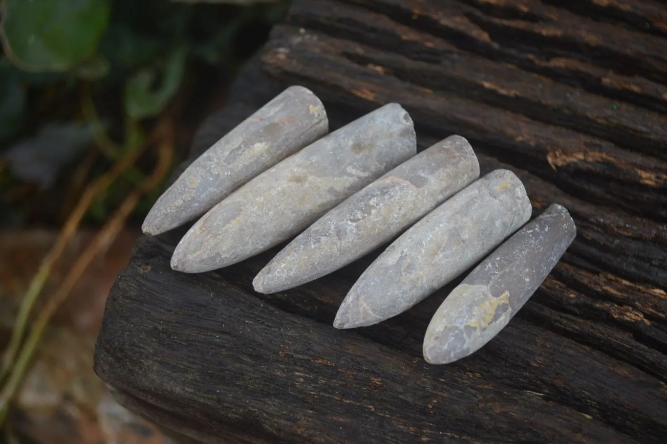 Natural Rare Malagasy Belemnite Fossils x 35 From Maintirano, Madagascar