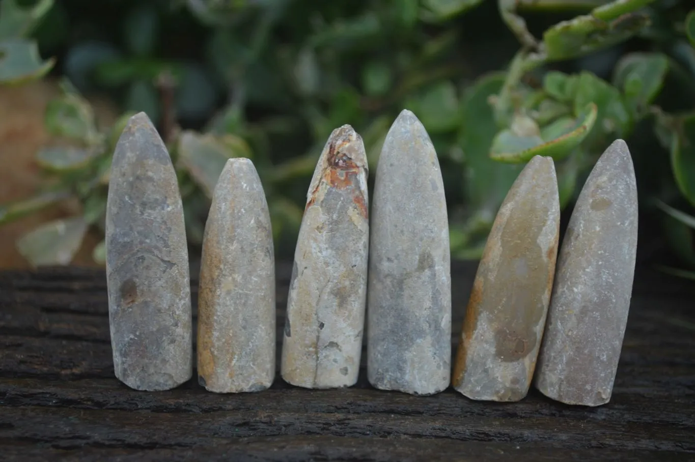 Natural Rare Malagasy Belemnite Fossils x 35 From Maintirano, Madagascar