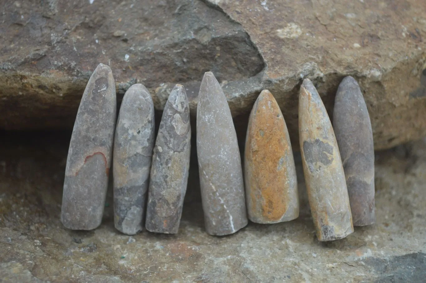 Natural Rare Malagasy Belemnite Fossils x 35 From Maintirano, Madagascar