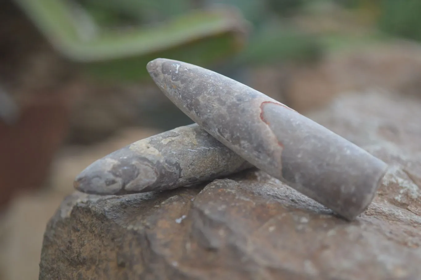 Natural Rare Malagasy Belemnite Fossils x 35 From Maintirano, Madagascar