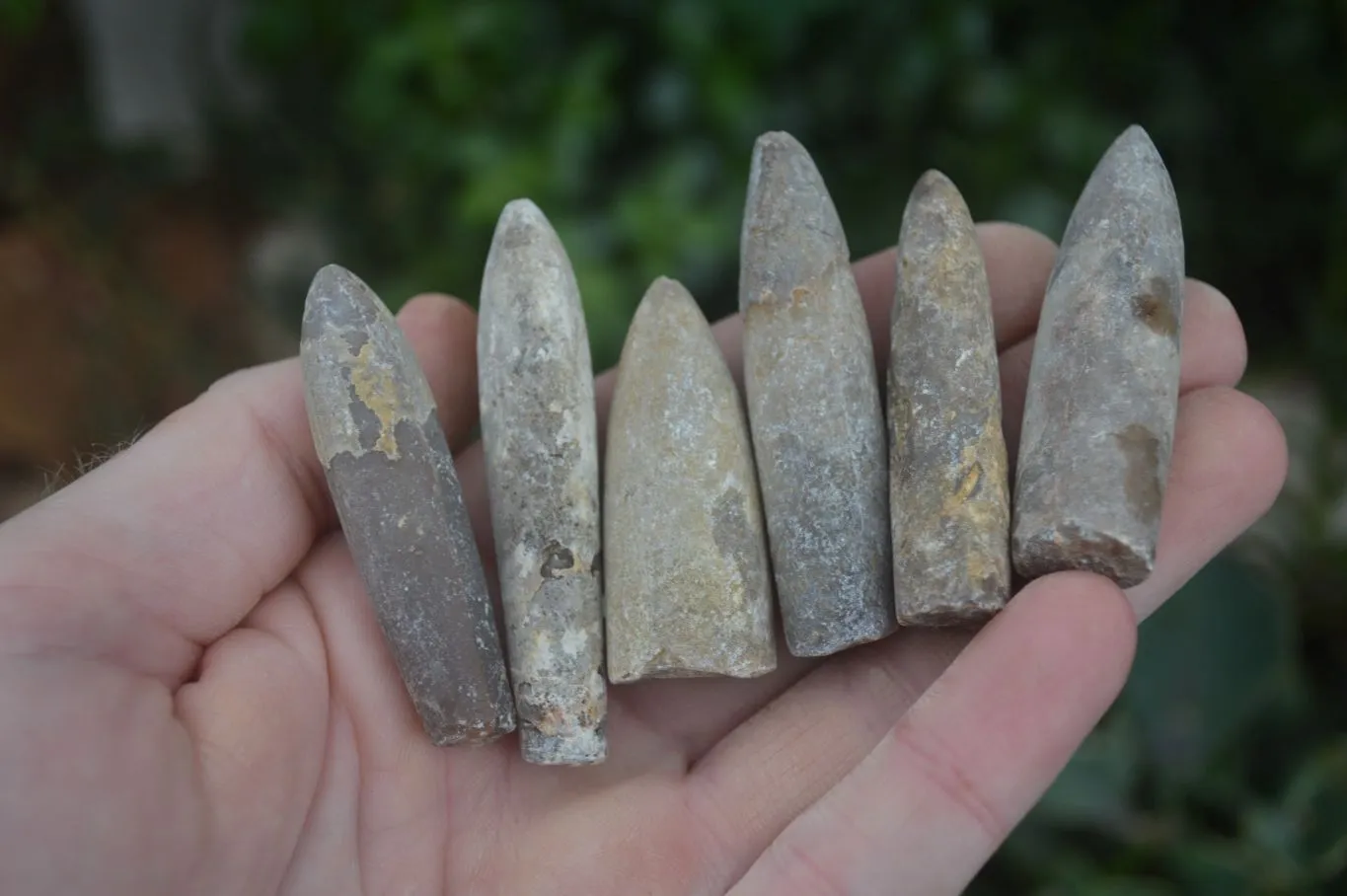 Natural Rare Malagasy Belemnite Fossils x 35 From Maintirano, Madagascar