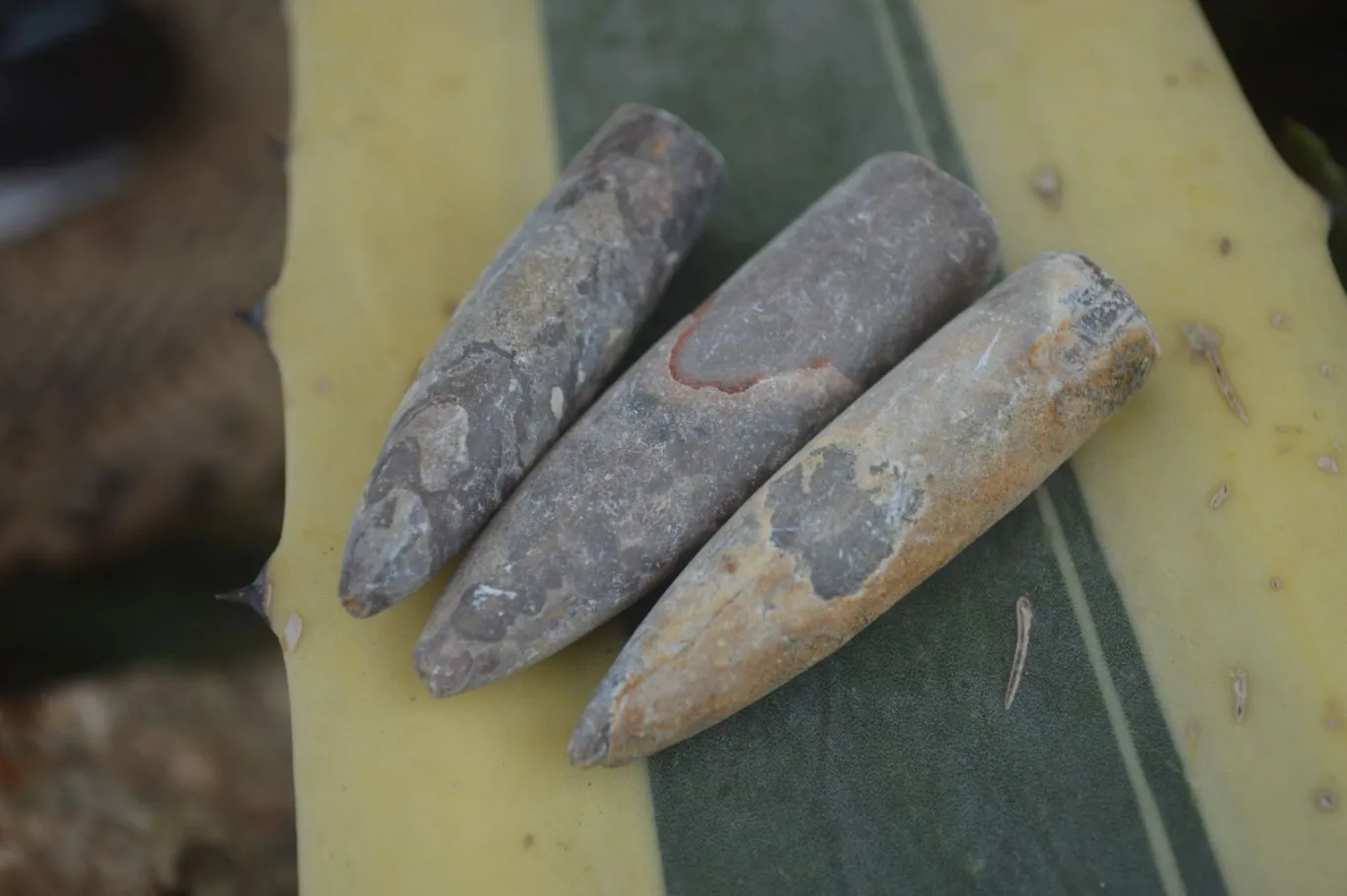 Natural Rare Malagasy Belemnite Fossils x 35 From Maintirano, Madagascar