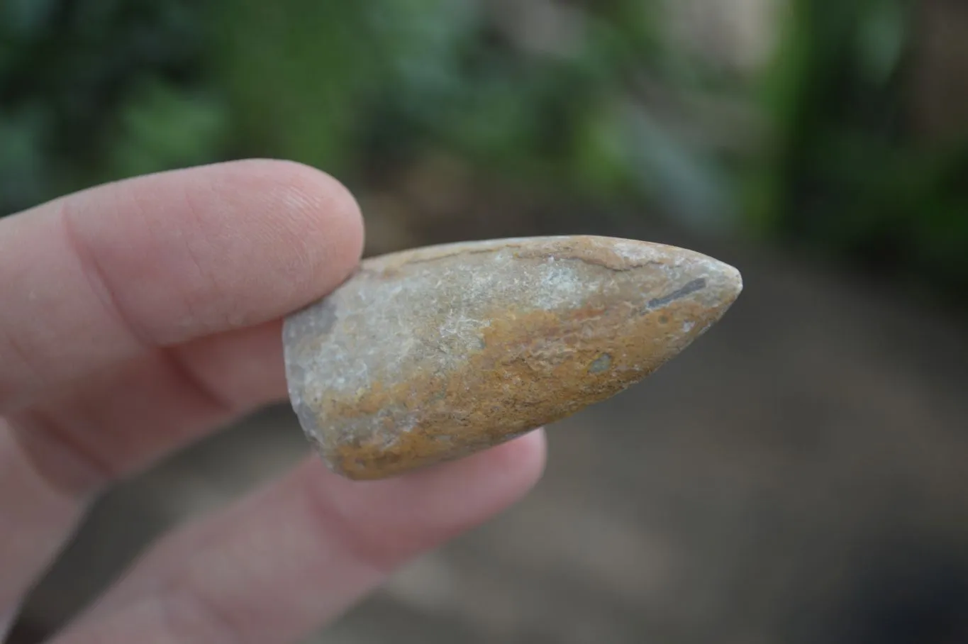 Natural Rare Malagasy Belemnite Fossils x 35 From Maintirano, Madagascar