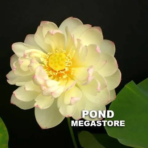 Olympic Lotus     <br>  Sumptuous color on ruffled petals!